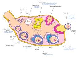 The process of ovulation and gamete production, oogenesis, in a human ovary