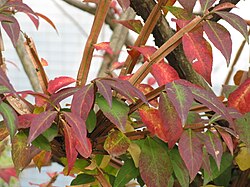 Euonymus alata, an example of alate stems