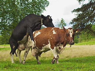 A cow "bulling" during oestrus.