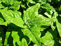 Tetragonia tetragonoides ("New Zealand spinach")