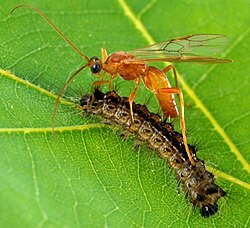 The parasitoid wasp Aleiodes indiscretus parasitizing a spongy moth caterpillar, a serious pest of forestry[47]