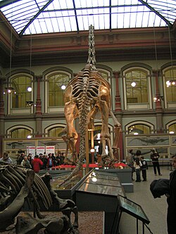 The Berlin Natural History Museum (shown here photographed in 2005) is one of the largest natural history museums in the world. Founded alongside the University of Berlin in 1810 it left the Humboldt University in 2009.