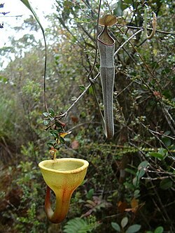 Sympatric pitcher plants, Nepenthes jamban (left) and Nepenthes lingulata (right) in Sumatran upper montane forest