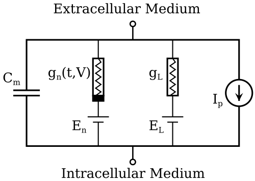 Basic components of Hodgkin–Huxley-type models. Hodgkin–Huxley type models represent the biophysical characteristics of cell membranes. The lipid bilayer is represented as a capacitance (Cm). Voltage-gated and leak ion channels are represented by nonlinear (gn) and linear (gL) conductances, respectively. The electrochemical gradients driving the flow of ions are represented by batteries (E), and ion pumps and exchangers are represented by current sources (Ip).