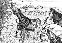 Restoration of a Hippidion browsing with prehensile lips.