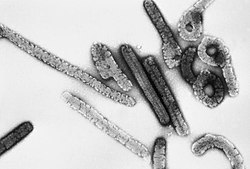 Filamentous Marburg virions captured via negative-stained transmission electron microscopy