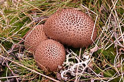 Lycoperdon umbrinum is known as the umber-brown puffball. The folk taxonomic term puffball has no direct scientific equivalent, and does not slot precisely into scientific taxonomy.