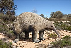 Reconstruction of the giant echidna Murrayglossus