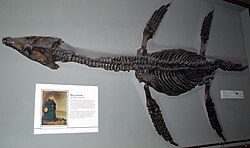 Rhomaleosaurus cramptoni at the Natural History Museum, London