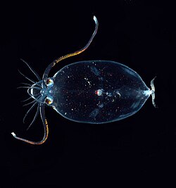 The body of glass squids (Cranchiidae) is mainly filled by a transparent coelom containing ammonium ions for buoyancy.
