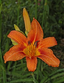 The tawny daylily (Hemerocallis fulva)