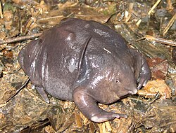 Purple frog