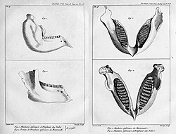 Georges Cuvier compared fossil mammoth jaws to those of living elephants, concluding that they were distinct from any known living species.[89]