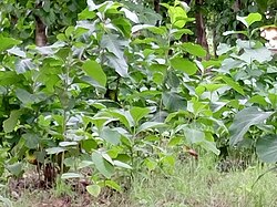 Young trees planted to restore a damaged ecosystem