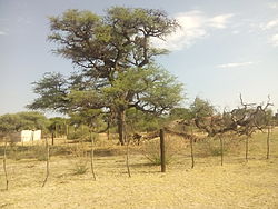 Omuti-ngau-zepo (The tree must be removed) in Otjinene from which many Herero people were hanged to death.