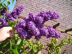 Purple lilac bush