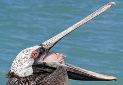 A brown pelican inverting its gular pouch.