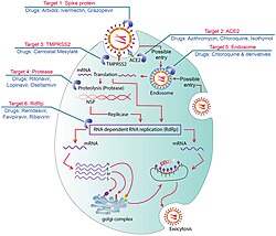 Seven possible drug targets in viral replication process and drugs