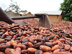 Ivorian cocoa farmer leaving cocoa beans to dry in the sun