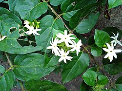 Common jasmine