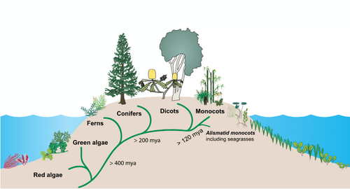 Evolution of seagrass, showing the progression onto land from marine origins, the diversification of land plants and the subsequent return to the sea by the seagrasses