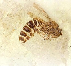 Palaeovespa florissantia, late Eocene