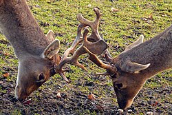 Stags fighting while competing for females—a common sexual behavior