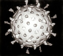 Cryoelectron micrograph of a rotavirus