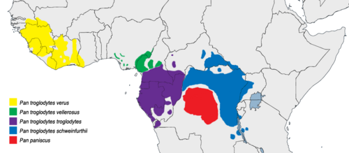 The red shading indicates the range of the bonobo (Pan paniscus). The blue shading indicates the range of the Common chimpanzee (Pan troglodytes). This is an example of allopatric speciation because they are divided by a natural barrier (the Congo River) and have no habitat in common. Other Pan subspecies are shown as well.