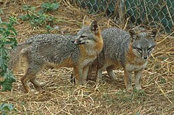 The island fox is a near-threatened species.