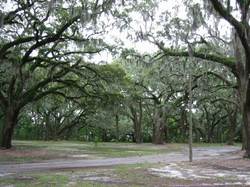 Live oaks on Skidaway Island, Savannah, Georgia.