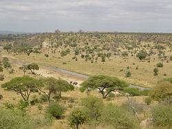 A tree savanna at Tarangire National Park in Tanzania in East Africa