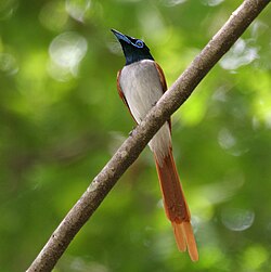 Indian paradise flycatcher male at Ananthagiri Hills, in Rangareddy district of Andhra Pradesh, India