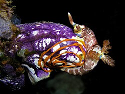 A gold-mouth sea squirt (Polycarpa aurata) being used as a substrate for a nudibranch's (Nembrotha lineolata) egg spiral