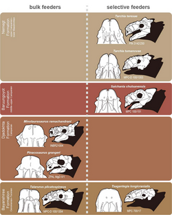 Comparisons of Mongolian ankylosaurines and their dietary categories through time