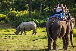 Tourists view a greater one-horned rhinoceros from an Asian elephant in Chitwan National Park.