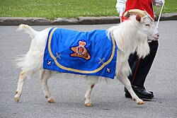 Batiste X, mascot of the regiment