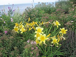 Daylilies on Block Island, Rhode Island.