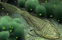 Cephalaspis, a jawless fish