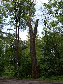 Bogusław Oak, a natural monument in Ueckermünde Heath, located near Leśno Górne, Poland.