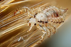 Human head-lice are directly transmitted obligate ectoparasites