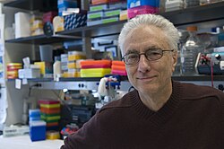 A portrait of Rudolph Leibel in the lab