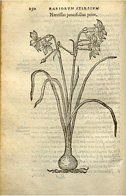 N. juncifolius, Carolus Clusius Rariorum stirpium 1576