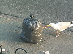 Tearing open a bin bag