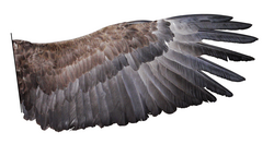 Wing of the white-tailed eagle