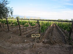 The wine regions of Patagonia are the source of many Pinot noir grapes used for the Argentine sparkling wine industry.
