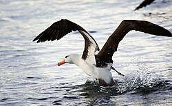 Black-browed albatross, near Ushuaia
