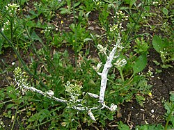 Albugo candida (Albuginales) on shepherd's purse (Capsella bursa-pastoris, Brassicales).