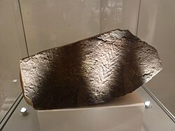 Charnia masoni holotype, Leicester Museum & Art Gallery, Leicester