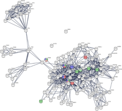 Shows protein interaction affecting HUD